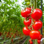 עובדות מענינות על עגבניות לייק לקרוא